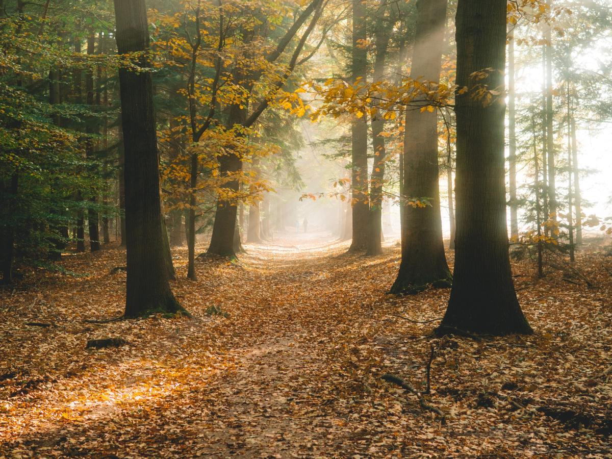 Why Do We Make All of Our Dance Boards with Sustainable&nbsp;Wood?